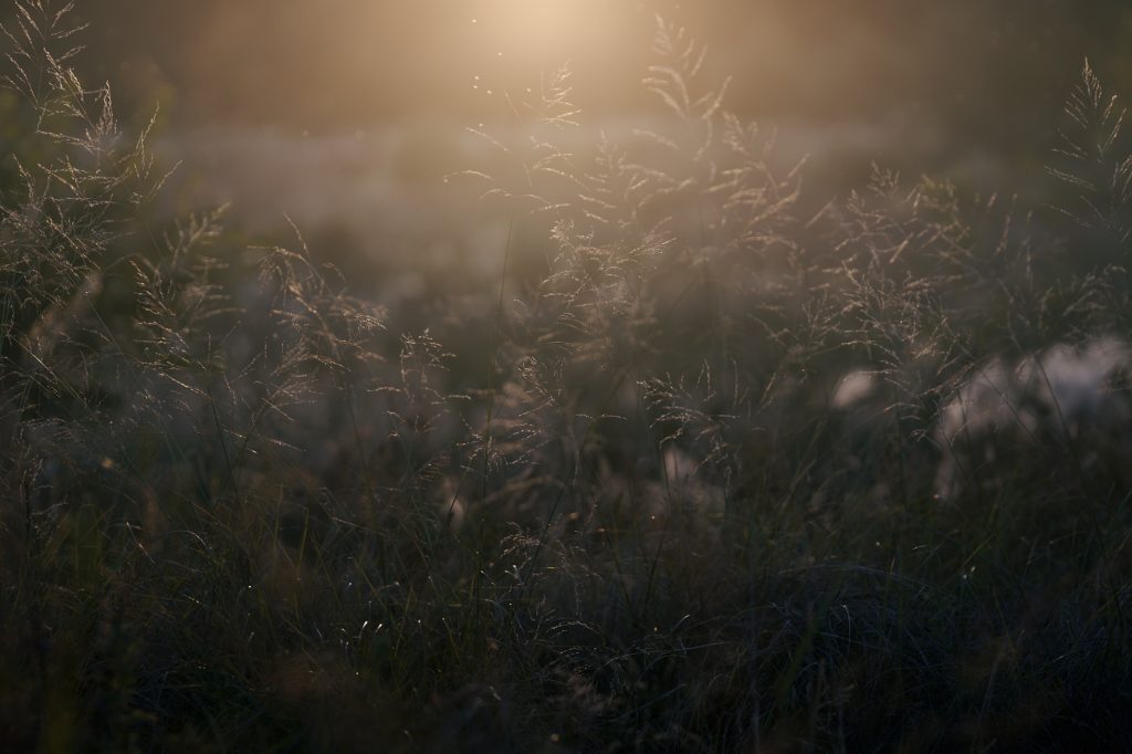 WAVE MY LIGHT 07