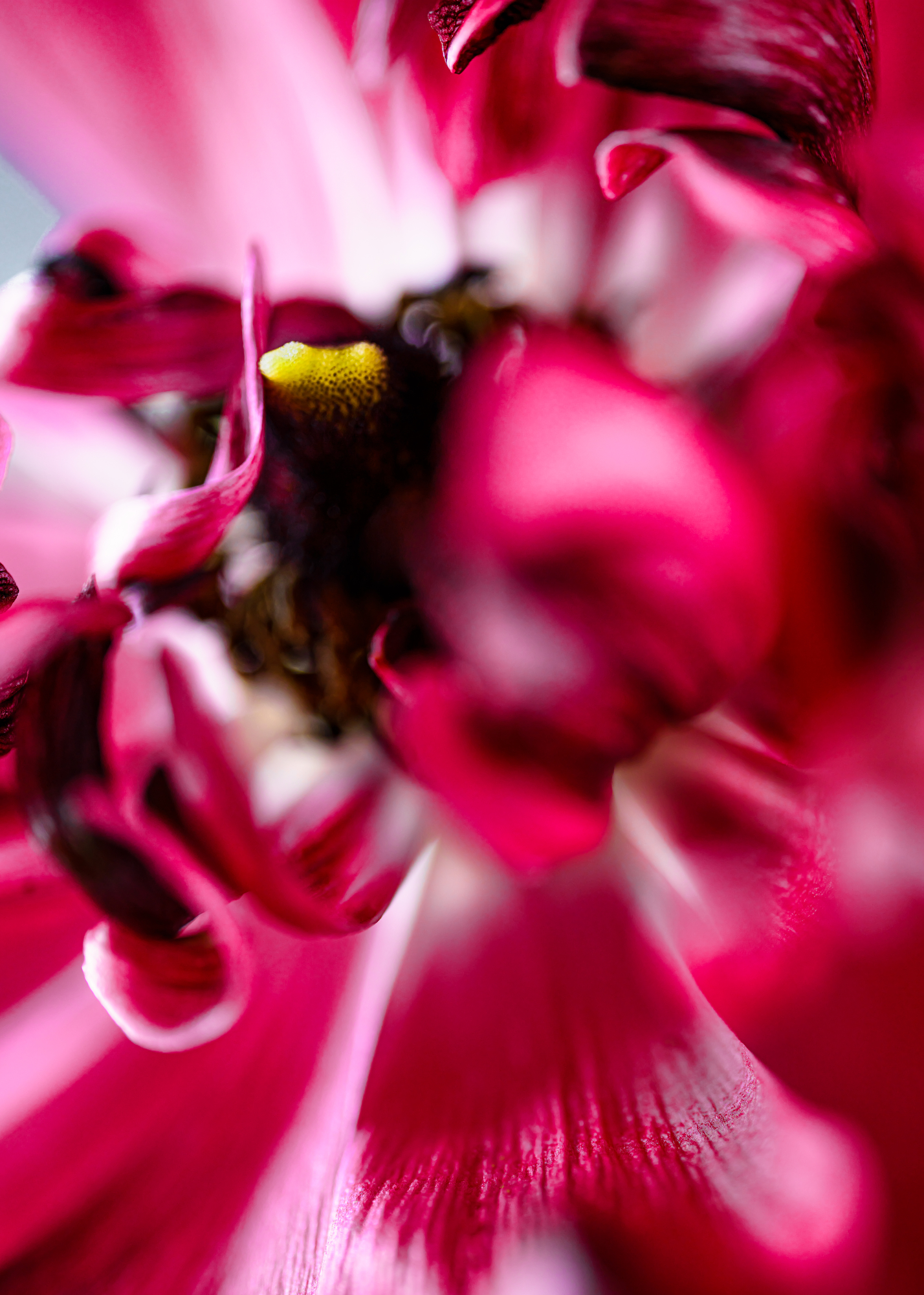 New Artist | Avechan: Capturing the Imperfect Beauty of Flowers