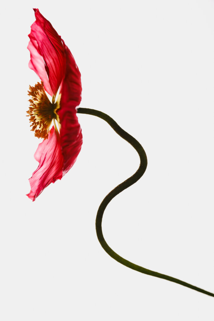 Stem 1