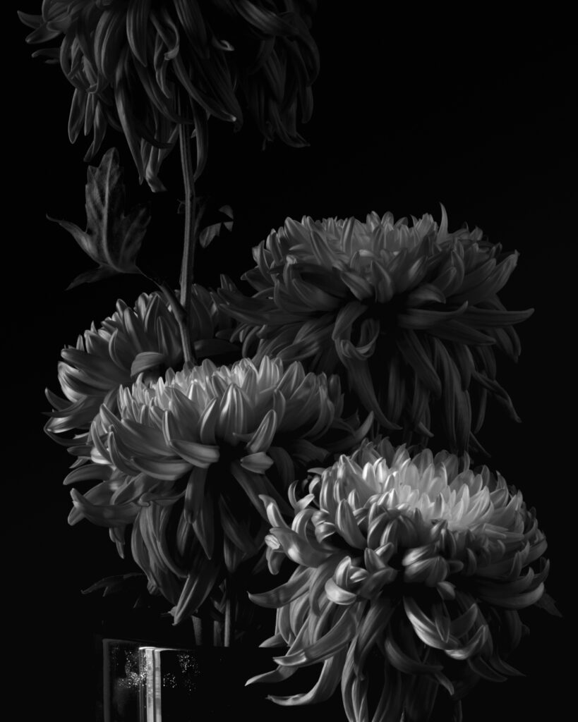Chrysanthemum