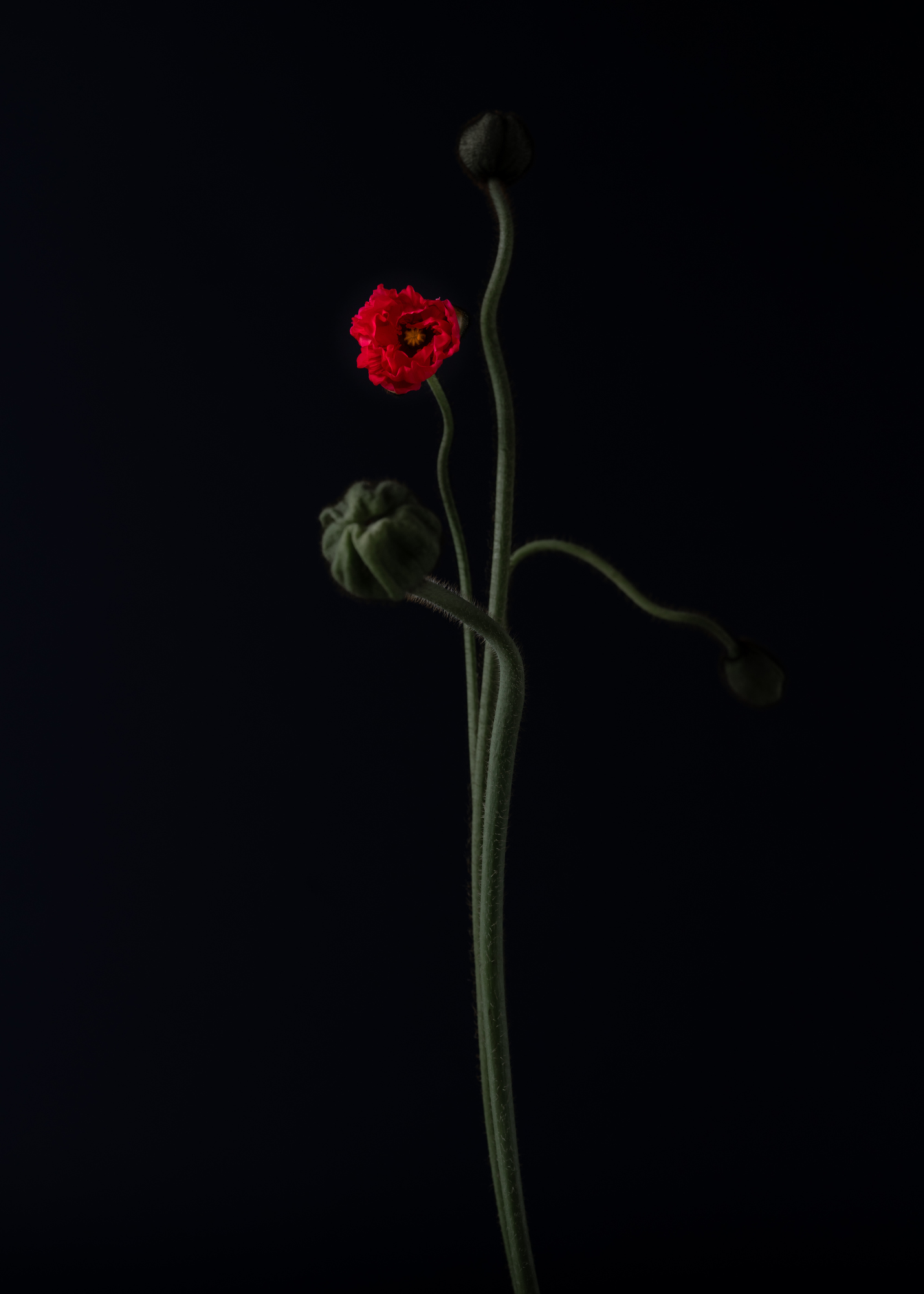 Flowering