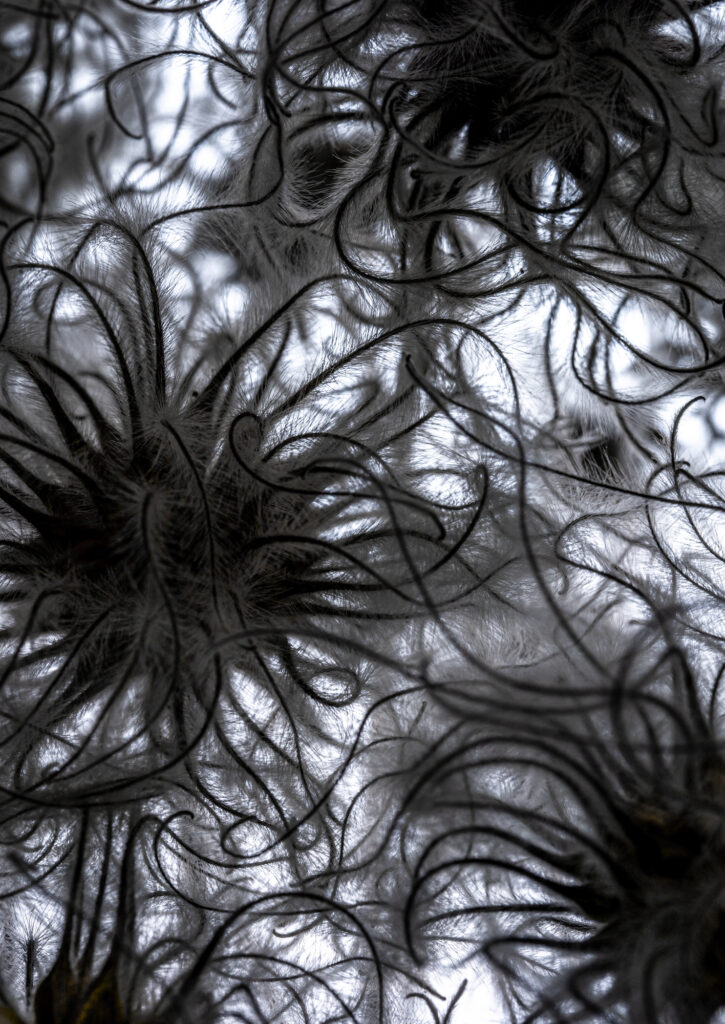 Clematis Seeds