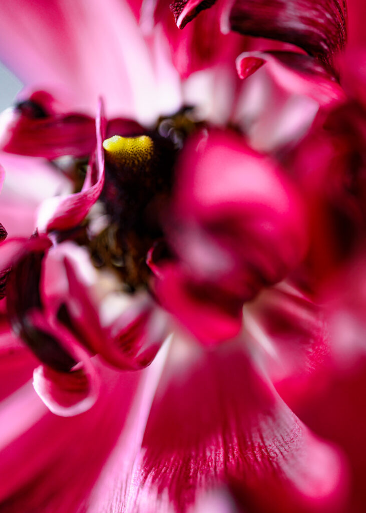 Ranunculus