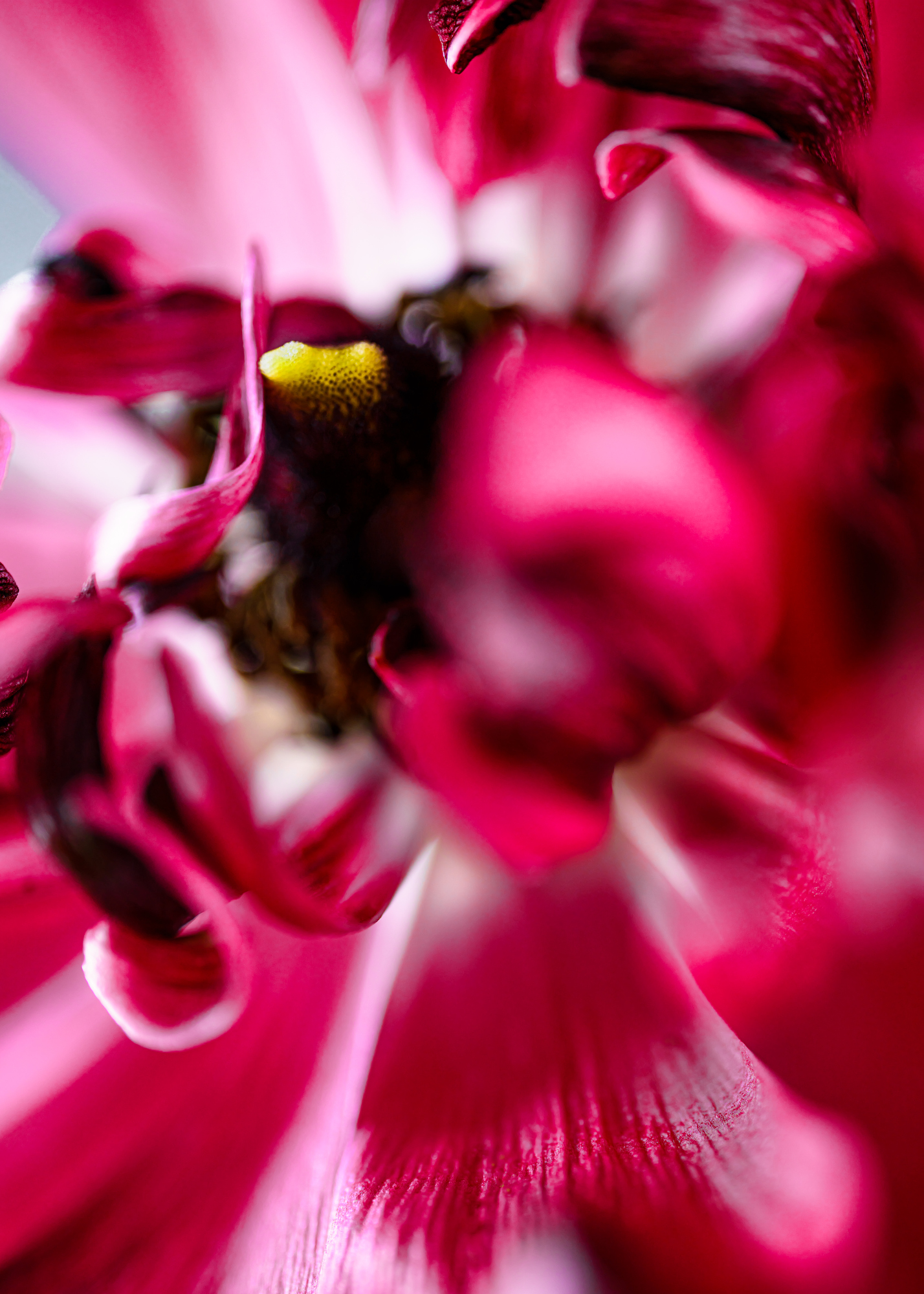 New Artist | Avechan: Capturing the Imperfect Beauty of Flowers