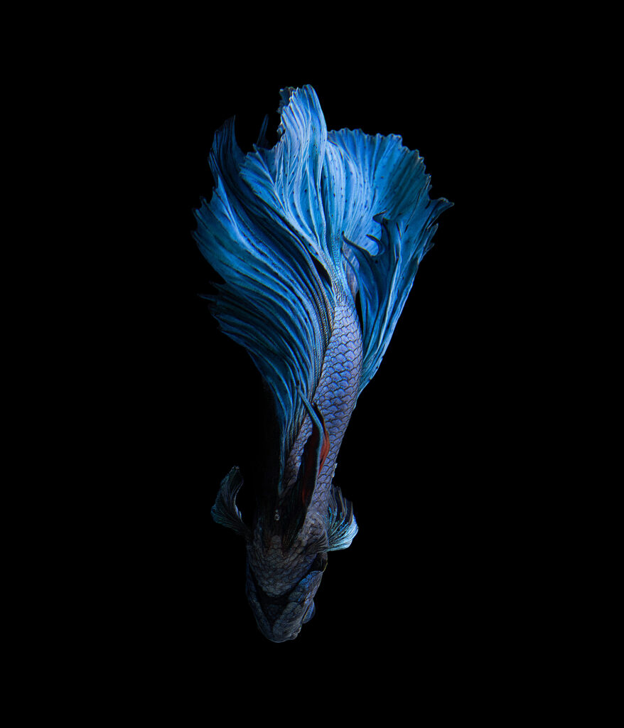 Betta 1