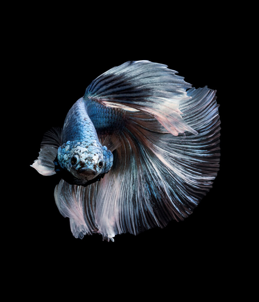 Betta 2