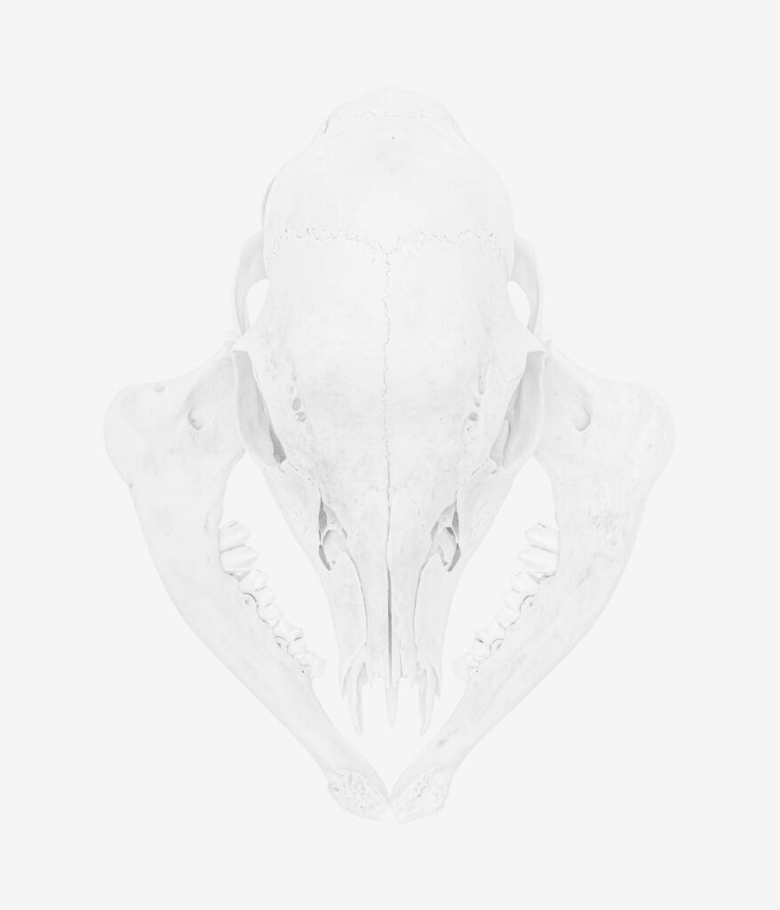 Bones
