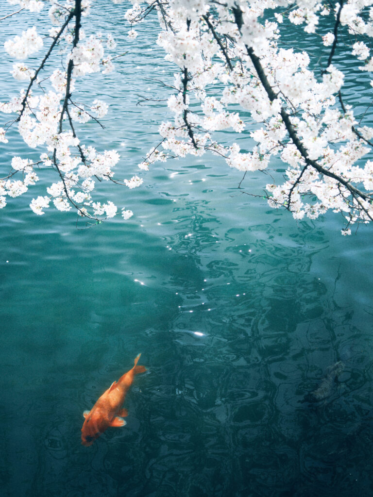 Cherry Blossom Carp
