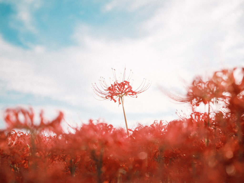 Lycoris