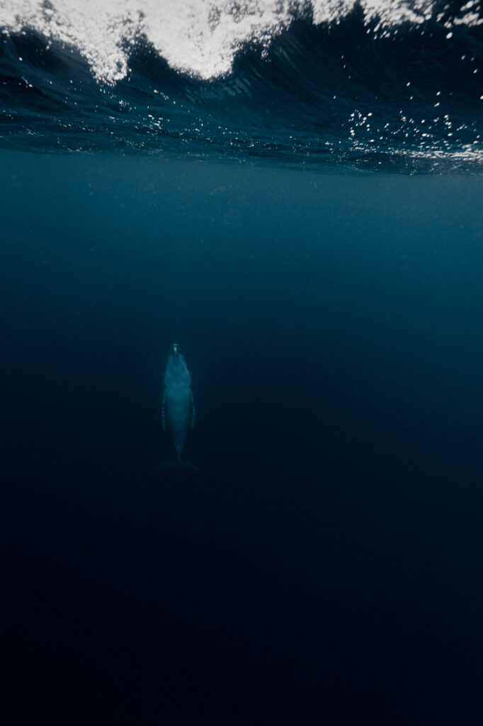 Silence 1