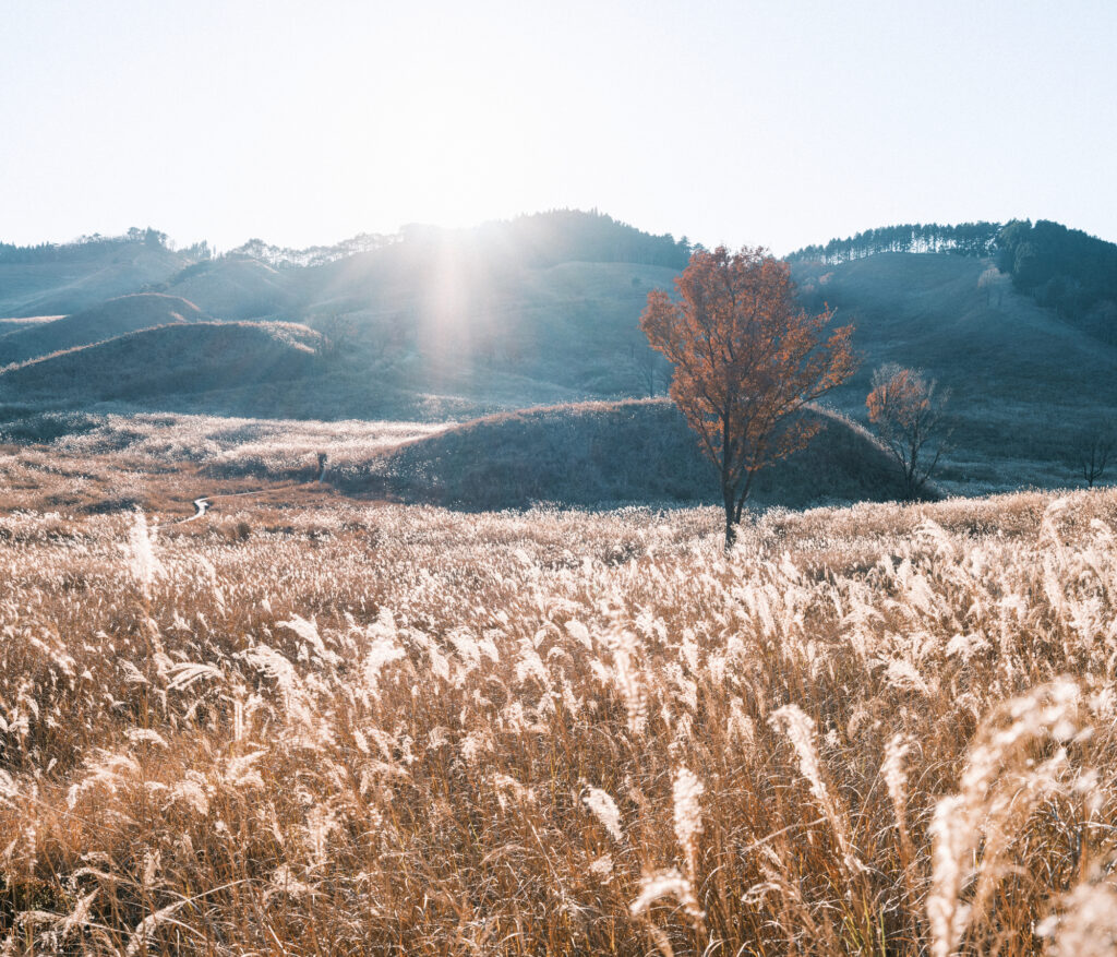 Silver Grass 1