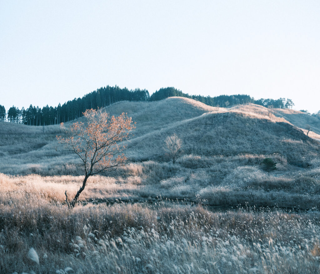 Silver Grass 2