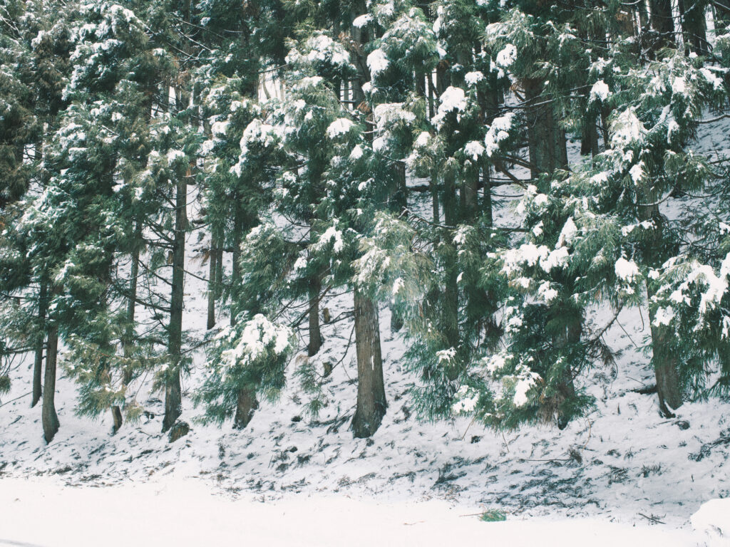 Snow Forest
