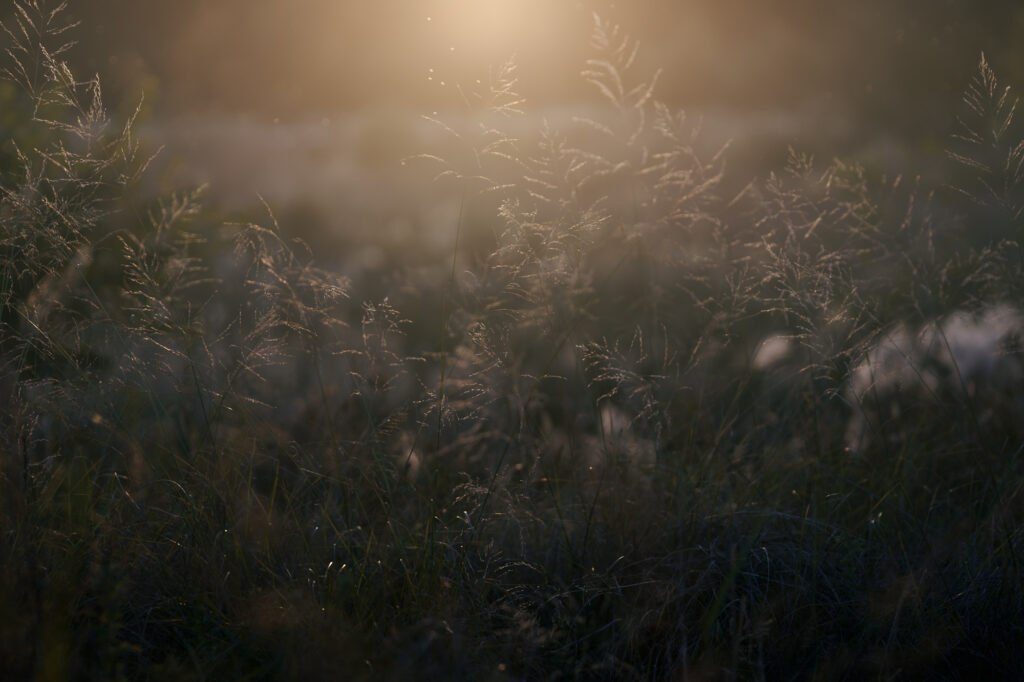 WAVE MY LIGHT 07