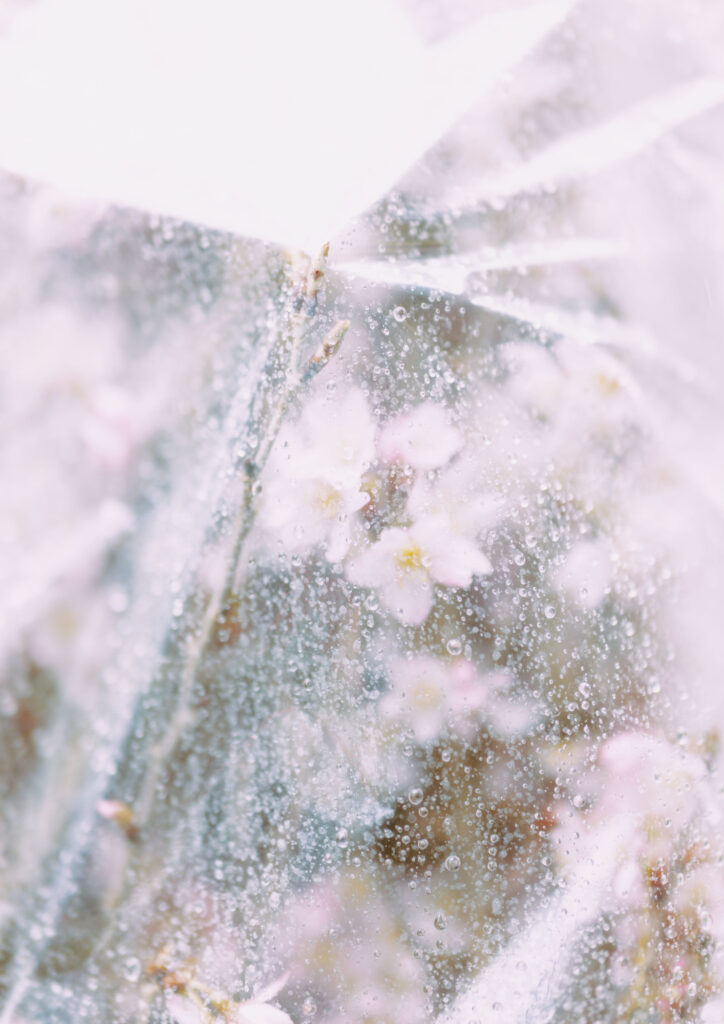 Cherry blossoms, Tokyo #1